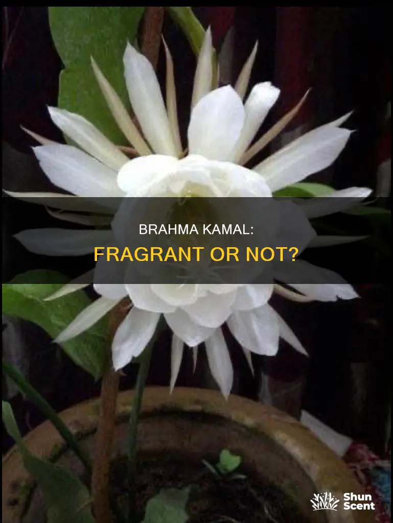 does brahma kamal have fragrance