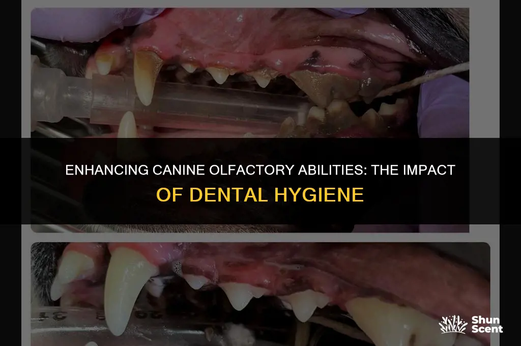 does brushing a dogs teeth increase the sense smell