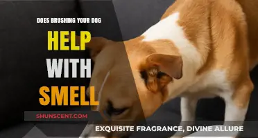 Freshening Up Fido: The Truth About Brushing and Odor Control