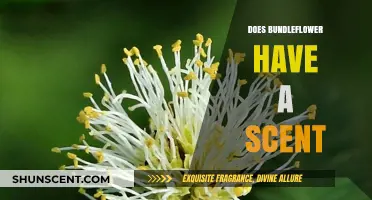 Exploring the Aromatic Mystery: Does Bundleflower Have a Scent?