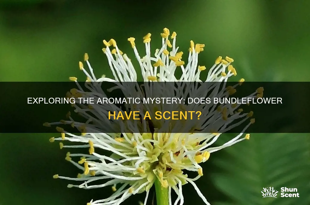 does bundleflower have a scent