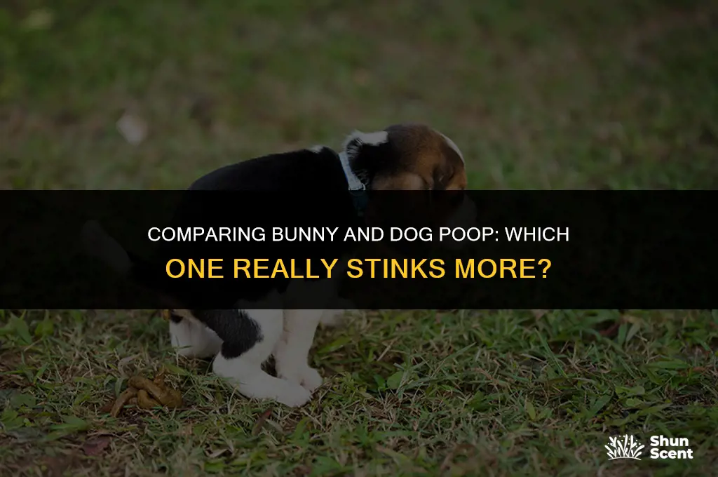 does bunny poop smell worst than dog