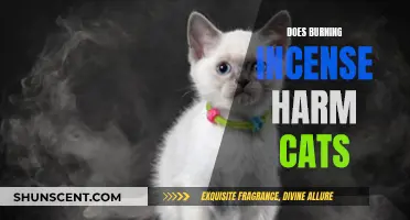 Incense and Cats: Harmful or Harmless?