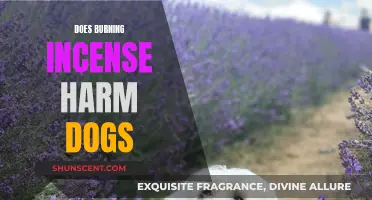 Incense and Dogs: Harmful or Harmless?