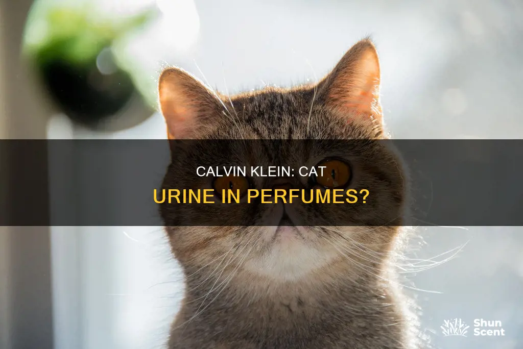 does calvin klein use cat urine in perfumes
