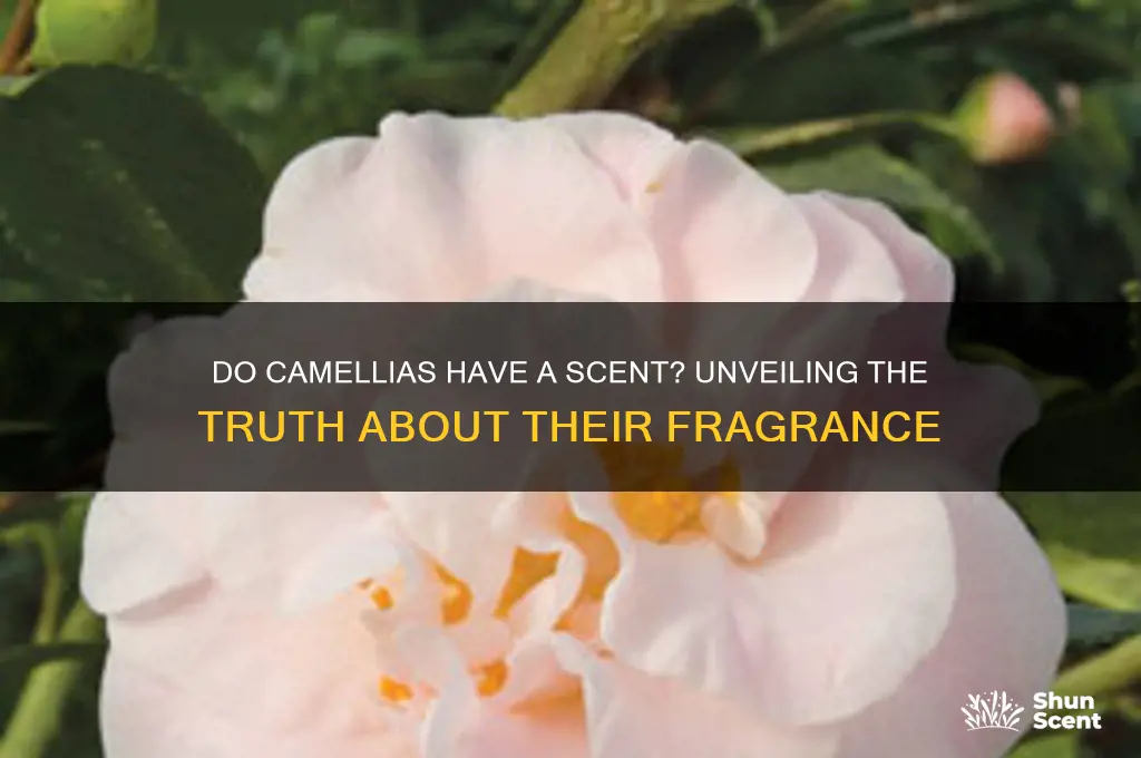 does camellias have a scent