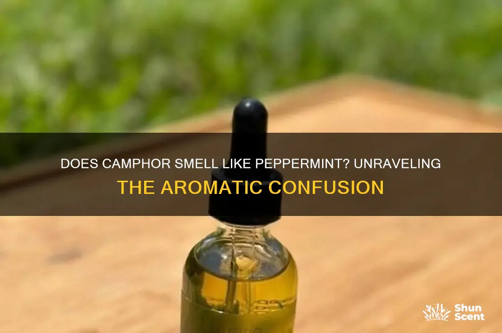 does camphor has peppermint scent