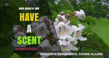 Does the Capalta Tree Have a Scent? Exploring Its Aromatic Qualities