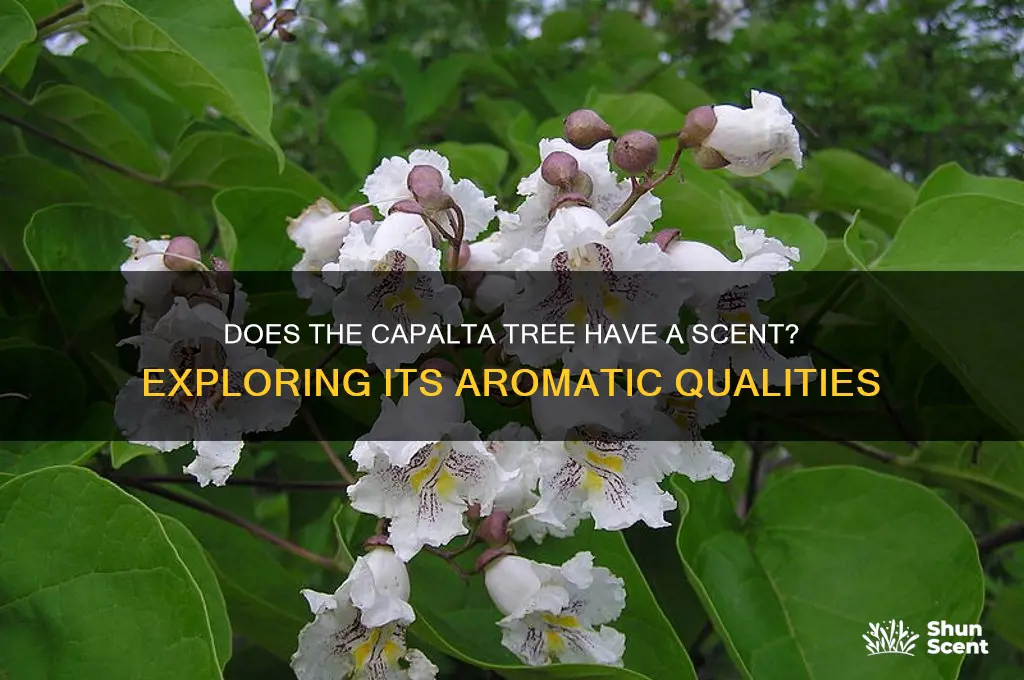 does capalta tree have a scent