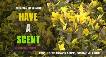 Carolina Jasmine's Fragrant Appeal: Unveiling Its Scent Secrets and Allure