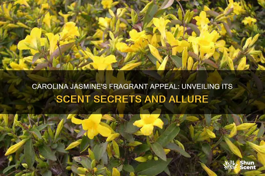 does carolina jasmine have a scent
