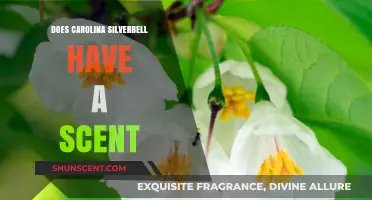 Carolina Silverbell's Scent: Unveiling the Fragrant Truth Behind This Tree