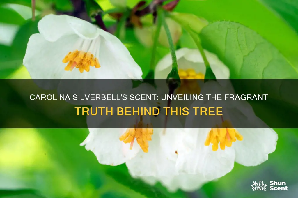does carolina silverbell have a scent
