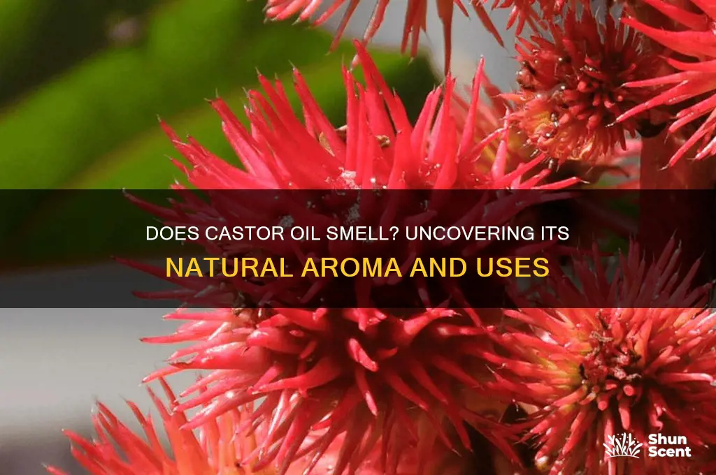 does castor oil have a scent