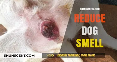 Exploring the Myth: Castration and Canine Odor Reduction