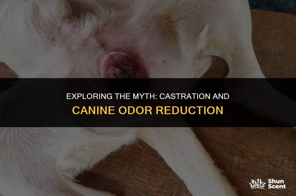 does castration reduce dog smell