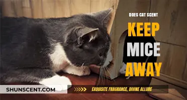 Can Cat Scent Deter Mice? Exploring the Rodent-Repelling Myth