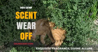 Does Catnip Scent Fade Over Time? A Comprehensive Guide