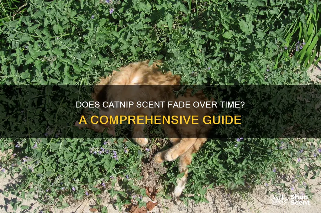 does catnip scent wear off