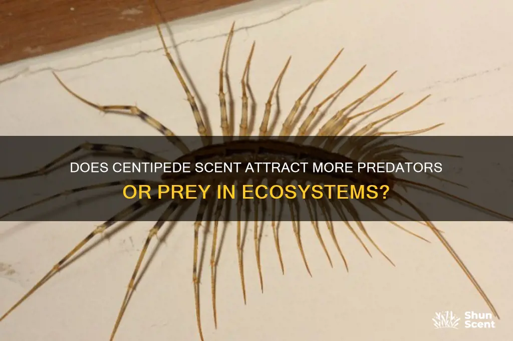 does centipede scent attract more