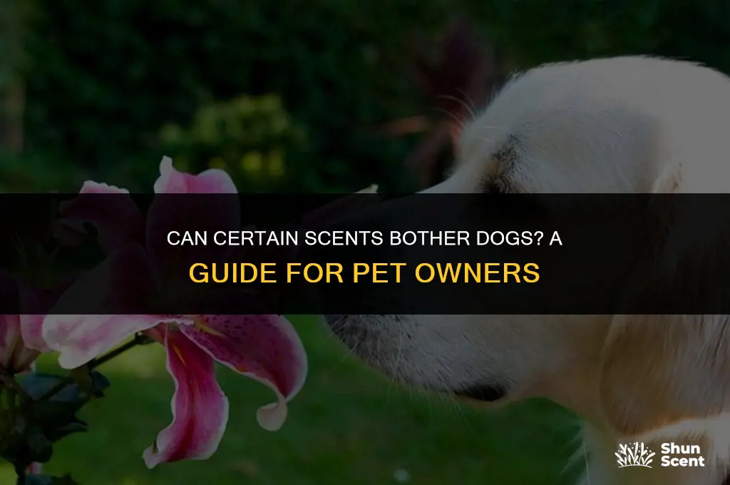 does certain smells bother dogs
