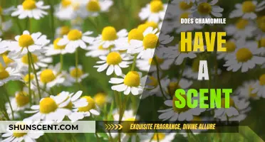 Does Chamomile Have a Scent? Unveiling Its Aromatic Secrets