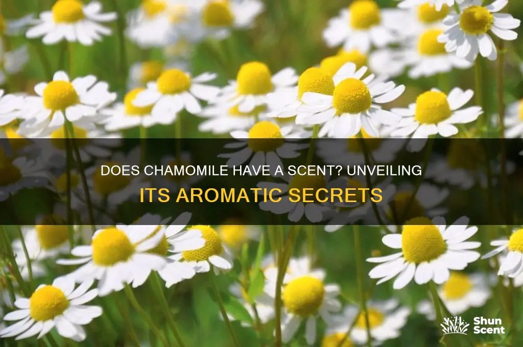 does chamomile have a scent
