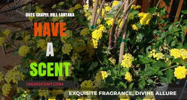 Does Chapel Hill Lantana Have a Scent? Exploring Its Aromatic Qualities