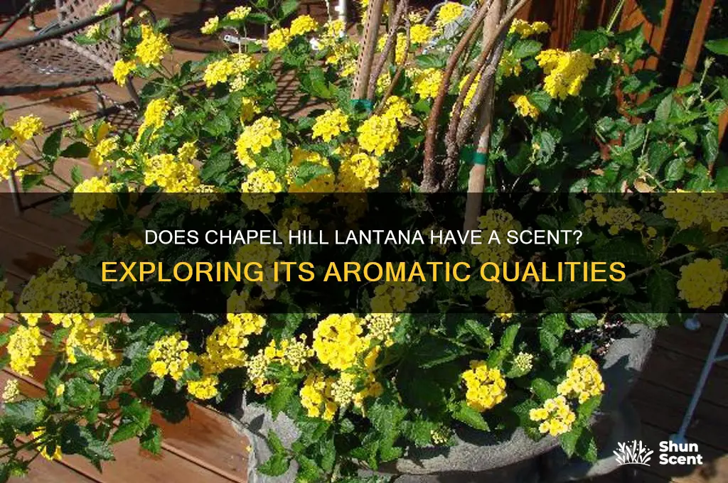 does chapel hill lantana have a scent