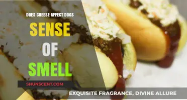 Can Cheese Impact a Dog's Sense of Smell?