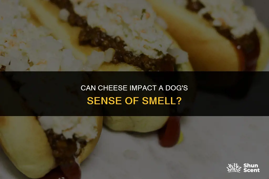 does cheese affect dogs sense of smell