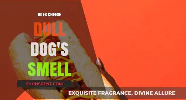 Can Cheese Really Dull a Dog's Sense of Smell?