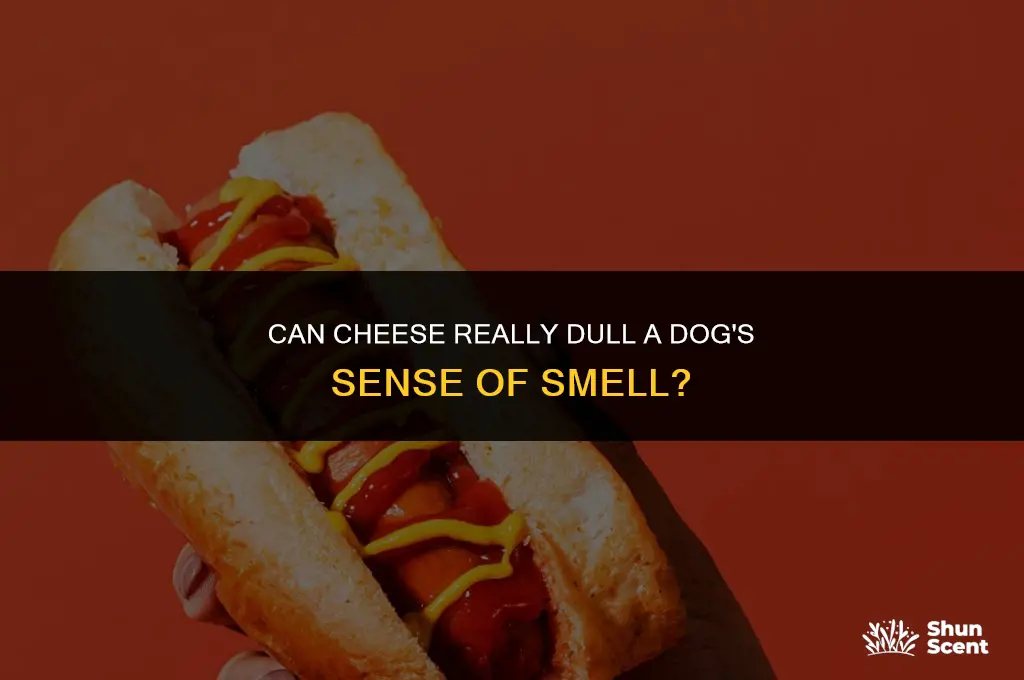 does cheese dull dog