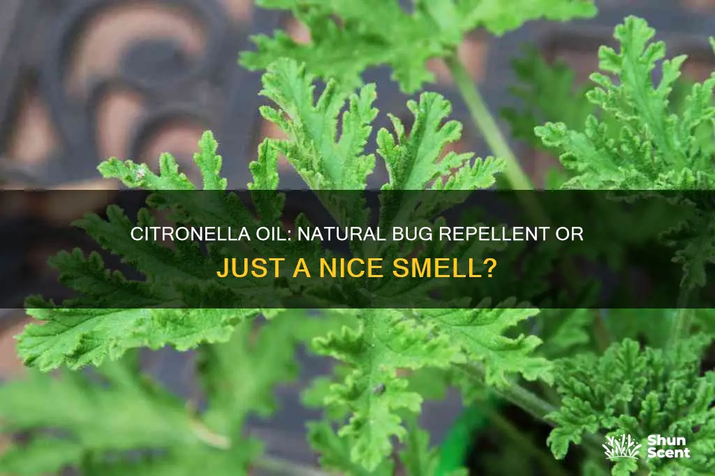 does citronella fragrance oil repel bugs