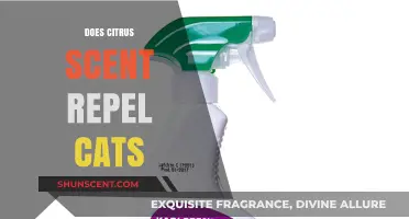 Citrus Scents: Effective Cat Repellent or Just a Myth?