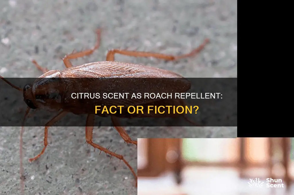 does citrus scent repel roaches