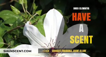 Does Clematis Have a Scent? Unveiling the Fragrant Truth