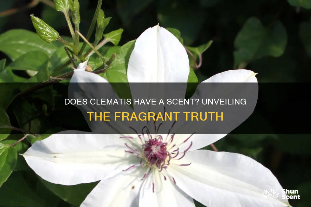 does clematis have a scent