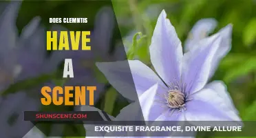 Does Clematis Have a Scent? Unveiling the Fragrant Truth