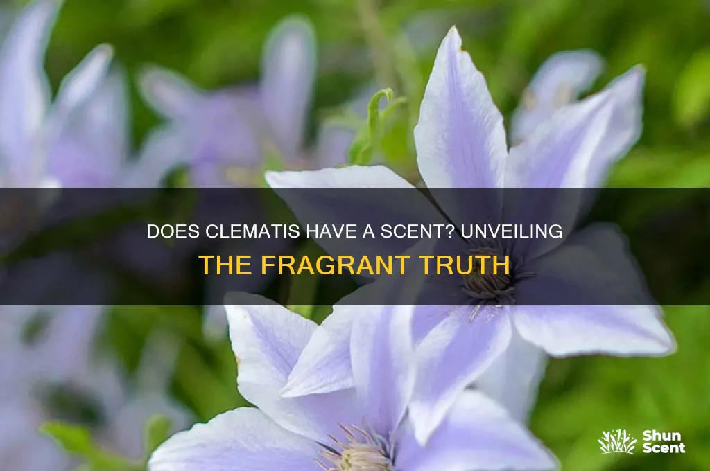 does clemntis have a scent