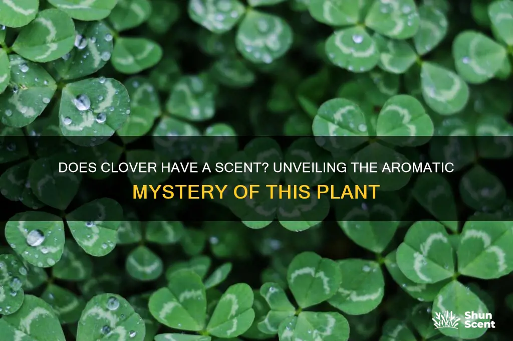 does clover have a scent