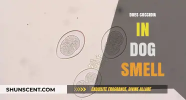 Uncovering the Truth: Does Coccidia in Dogs Have a Distinct Smell?