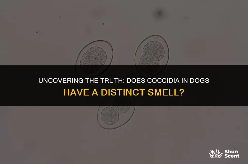 does coccidia in dog smell