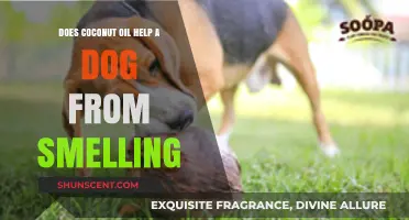 Natural Remedies: Can Coconut Oil Combat Canine Odor?