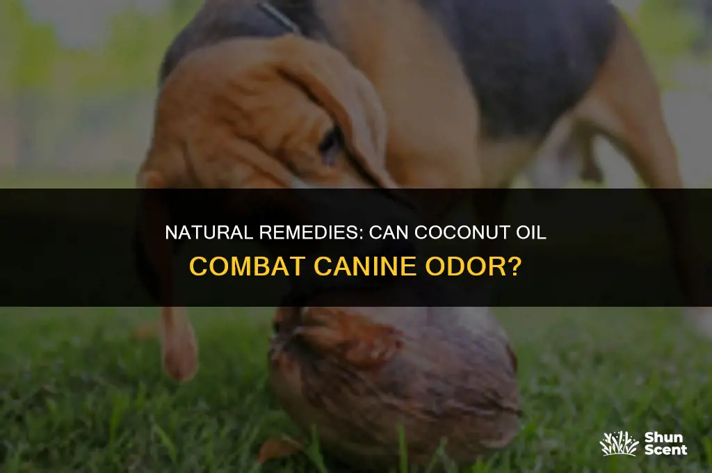 does coconut oil help a dog from smelling