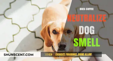 Does Coffee Neutralize Dog Smell? A Myth-Busting Guide for Pet Owners