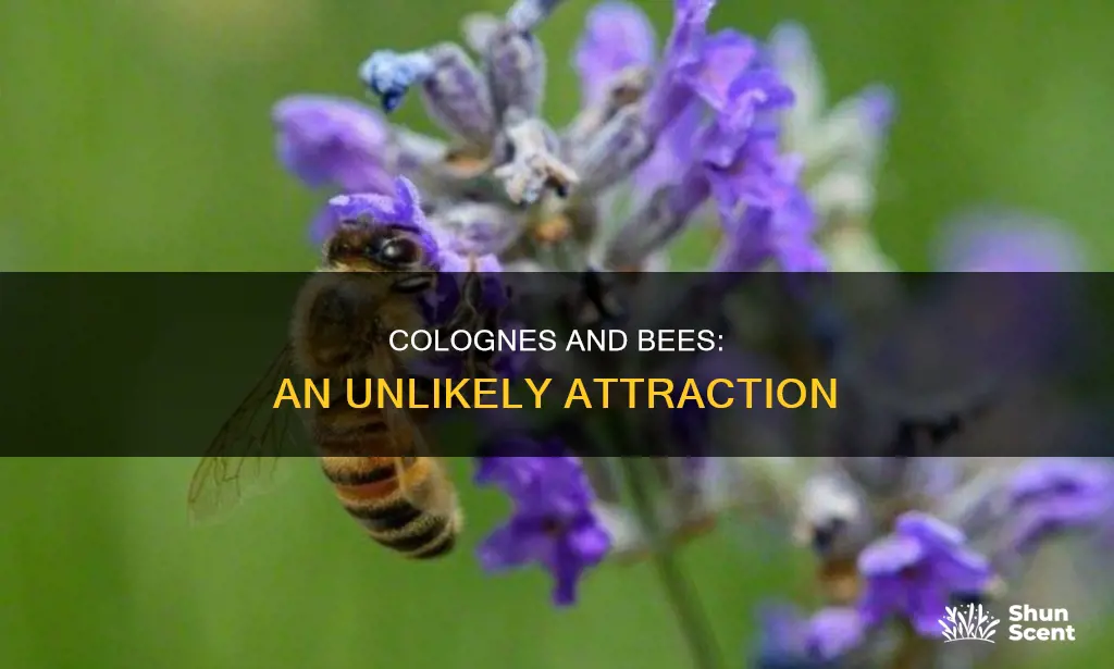 does cologne attract bees