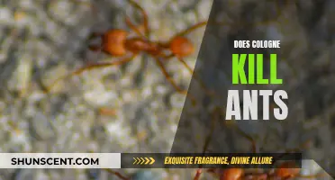 Cologne: An Ant Repellent or Killer?