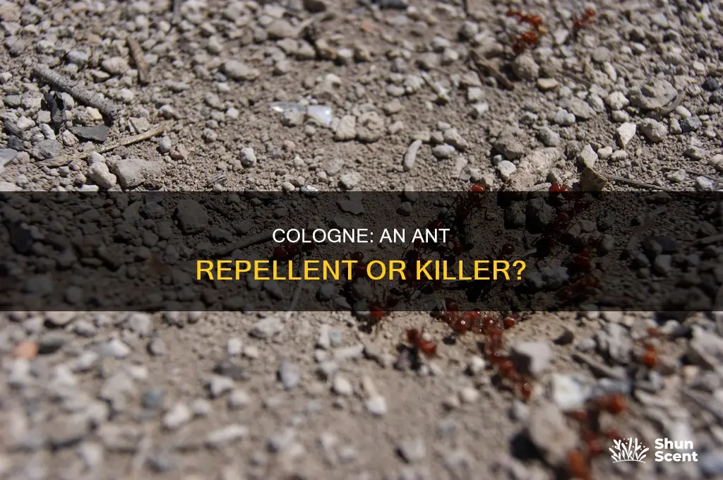 does cologne kill ants