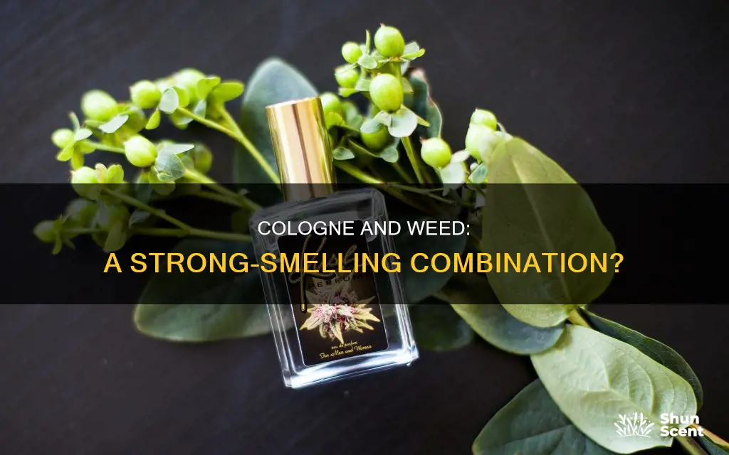 does cologne make weed smell stronger